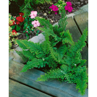 Polystichum setiferum ´Plumosum´ / Kapradina bodlinkatá, K9