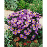 Aster novi belgii ´Dauerblau´ / Hvězdnice novobelgická , K9