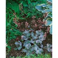 Heuchera americana ´Dale Strain´ / Dlužicha, K9