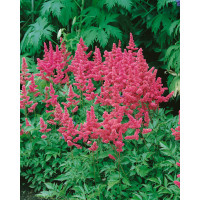 Astilbe japonica 'Köln' / Astilbe japonská, C1,5