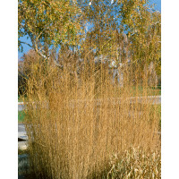 Phragmites australis / Rákos obecný, K9