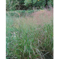 Panicum virgatum ´Squaw´ / Proso prutnaté, K9