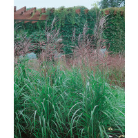 Miscanthus sinensis ´Purpurascens´ / Ozdobnice čínská, K9