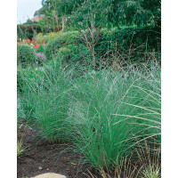 Miscanthus sinensis ´Kleine Silberspine´ / Ozdobnice čínská, K11
