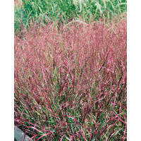 Panicum virgatum ´Shenandoah´ / Proso prutnaté, K9
