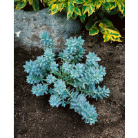 Euphorbia myrsinites/ Pryšec myrtovitý, K9