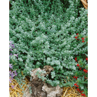 Helichrysum petiolare ´Silver Mini´ / Smil řapíkatý, K7