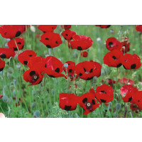 Papaver orientale ´Brillant´ / Mák východní, K9