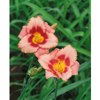 Hemerocallis 'Strawberry Candy' / denivka , K13
