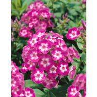 Phlox paniculata 'Laura' / Plamenka latnatá, C1,5