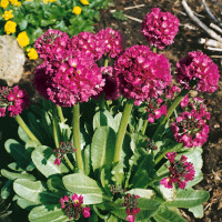 Primula dent. ´Rubin´ / Petrklíč / Prvosenka zoubkatá karmínově červ., K9