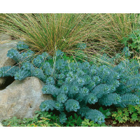 Euphorbia myrsinites / Pryšec myrtovitý , K9