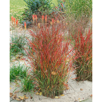 Panicum virgatum 'Hans Herms' / Proso prutnaté , K9