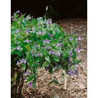 Clematis integrifolia 'Mongolian Bells' / Plamének celolistý , K9