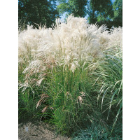 Miscanthus sinensis ´Malepartus´ / Ozdobnice čínská, C1,5