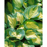 Hosta hybrid ´Great Expectations´ / Bohyška / Funkie, C1