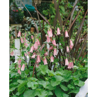 Campanula punctata ´Elizabeth´ / Zvonek tečkovaný, K9
