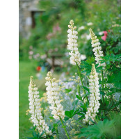 Lupinus R.V. 'Fräulein' (Noble Maiden) / Lupina, Vlčí bob - slonová kost, K9