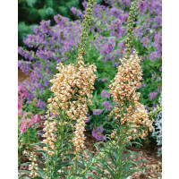 Digitalis ferruginea 'Gelber Herold' / Náprstník, C1,5