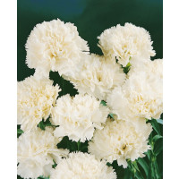 Dianthus ´Perfume Pinks® ´Memories´  / Voňavý hřebíček, K7