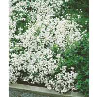 Achillea ptarmica ´The Pearl´ / Řebříček bertrám, K9
