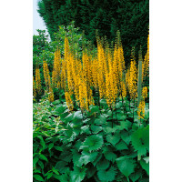 Ligularia stenocephala / Popelivka, K9