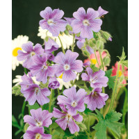 Geranium endressii / Kakost jasně ružový, K9