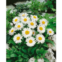 Aster alpinus ´White Beauty´ / Hvězdnice alpská / Astra, K9
