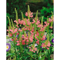Physostegia virginiana ´Rosea´ / Řetězovka virginská, C1,5