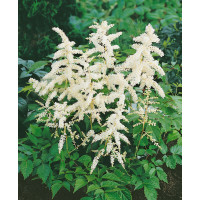 Astilbe japonica 'Deutschland' / Astilbe japonská , K9