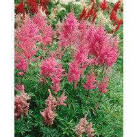 Astilbe japonica 'Rheinland' / Astilbe japonská, C1,5