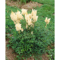 Astilbe arendsii ´White Gloria´ / Čechrava bílá, K9