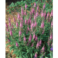 Veronica spicata ´Rosea´ / Rozrazil klasnatý, K14