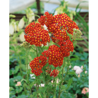 Achillea millefolium ´Paprika´ / Řebříček obecný červený, K9