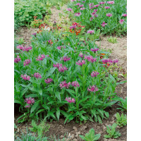 Centaurea dealbata / Chrpa růžová, K9