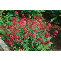 Centranthus ruber ´Coccineus´ / Mavuň, K9