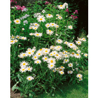 Leucanthemum vulgaris ´Maikönigin´ / Kopretina bílá, C1