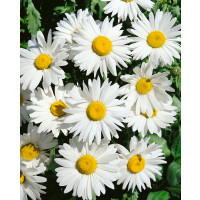 Leucanthemum maximum / Kopretina bílá ´SHASTA DAISY´, bal. 0,8 g