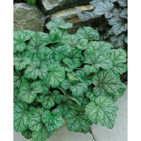 Heuchera ´Green Spice´ / Dlužicha / Heuchera, K9