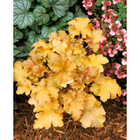 Heuchera ´Amber Waves´ / Dlužicha / Heuchera, C1,5