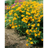 Heliopsis helianthoides ´Summer Sun´/ Janeba drsná žlutá, K9