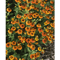 Helenium autumnale ´Orange´ / Záplevák podzimní / Helénium, C1,5