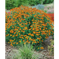 Helenium autumnale ´Orange´ / Záplevák podzimní / Helénium, K9