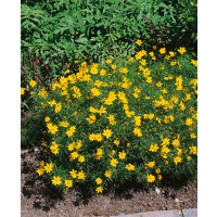 Coreopsis verticillata ´Zagreb´ / Krásnoočko přeslenité, K9