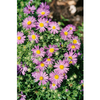 Aster oblongifolius / Aromatická astra / Symphyotrichum oblongifolium , C1,5
