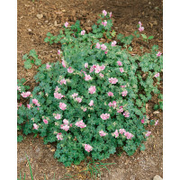 Geranium cantabrigiense ´Biokovo´ / Kakost, K9