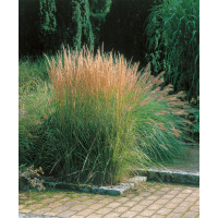 Calamagrostis acutiflora ´Overdam´ / Třtina ostrokvětá, K9