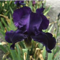 Iris germanica ´Night Owl´ / Kosatec německý , I.