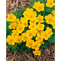 Trolius pumilus / Upolín zakrslý, K9