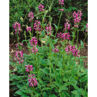 Stachys macrantha / Čistec velkokvětý , K9